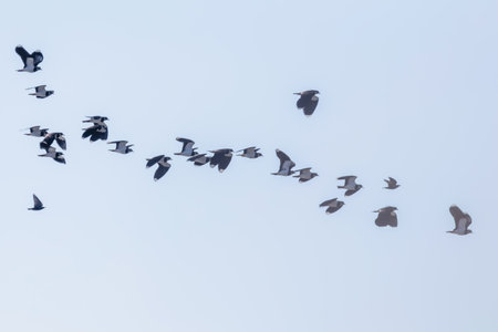 Northern Lapwing flock in flight (Vanellus vanellus) sunsetの写真素材