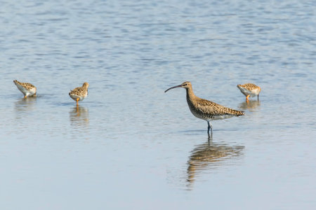 Eurasian Whimbrel (Numenius phaeopus) Whimbrel in Waterの写真素材