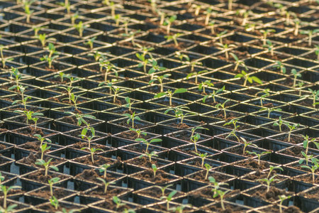 Sprouted Tomato. Potted Tomato Seedlings Green Leaves.の写真素材