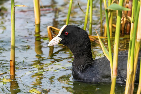 Coot Swimming (Fulica atra) Close up Eurasian Cootの写真素材