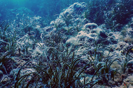Forest of Seaweed, Seaweed Underwater, Underwater Scene, sea lifeの写真素材