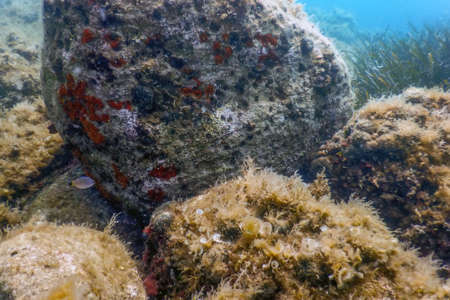 Sea Life Underwater Rocks Sunlight, Underwater Life, wildlifeの写真素材