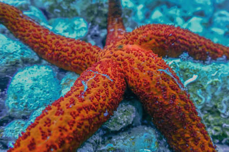 Red Starfish on the Sea Floor (Echinaster sepositus) Underwater wildlifeの写真素材
