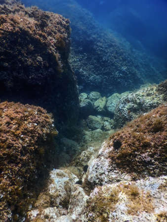 Sea Life Underwater Rocks Sunlight, Underwater Life, wildlifeの写真素材
