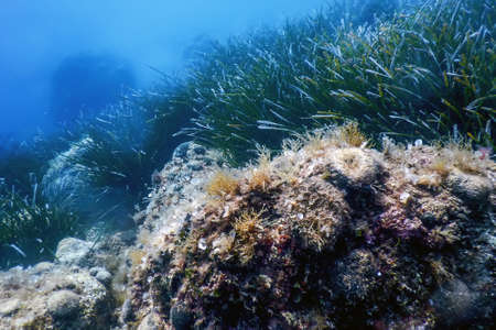 Sea Life Underwater Rocks Sunlight, Underwater Life, wildlifeの写真素材
