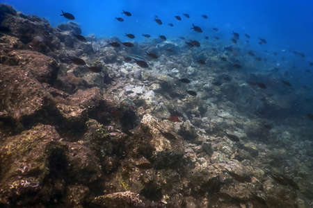 Sea Life Underwater Rocks Sunlight, Underwater Life, wildlifeの写真素材