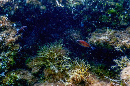 Sea Life Underwater Rocks Sunlight, Underwater Life, wildlifeの写真素材
