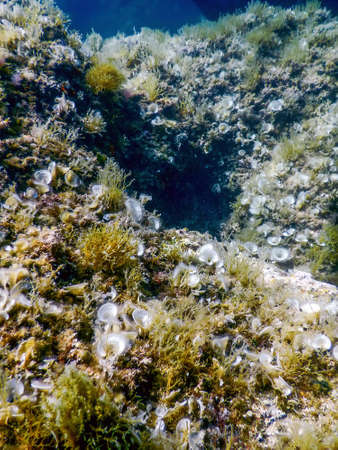 Sea Life Underwater Rocks Sunlight, Underwater Life, wildlifeの写真素材