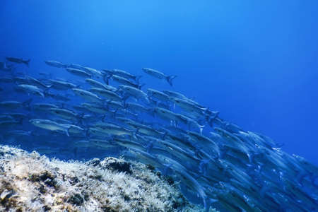 Fish School Underwater, Fish underwater backgroundÂ (Mugil cephalus)Â Flathead grey mulletの写真素材
