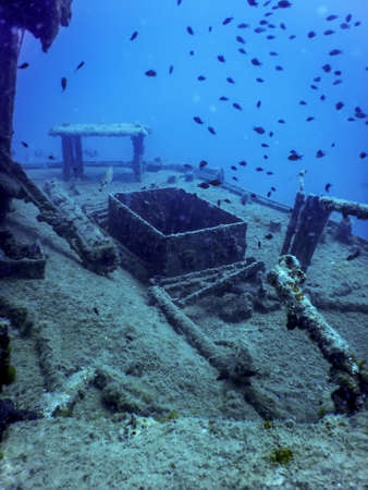Wildlife at the ship wreck, Underwater world wildlifeの写真素材
