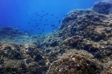 Sea Life Underwater Rocks Sunlight, Underwater Life, wildlifeの写真素材