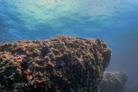 Sea Life Underwater Rocks Sunlight, Underwater Life, wildlifeの写真素材