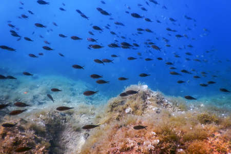 Sea Life Underwater Rocks Sunlight, Underwater Life, wildlifeの写真素材