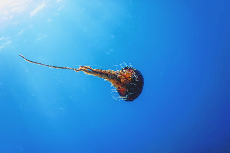 Red jellyfishÂ dancingÂ in the blue ocean water,Â compass jellyfish, wildlife