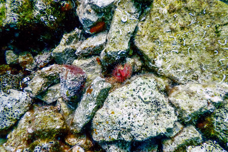 Sea Life Underwater Rocks Sunlight, Underwater Life, wildlife