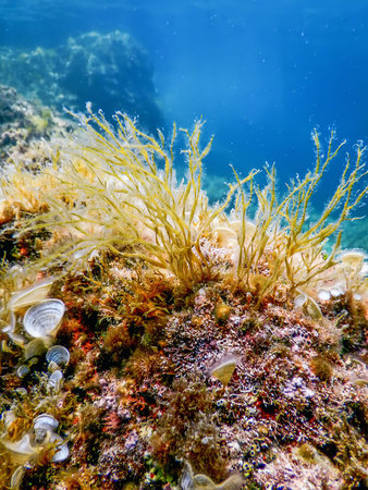Sea Life Underwater Rocks Sunlight, Underwater Life, wildlife
