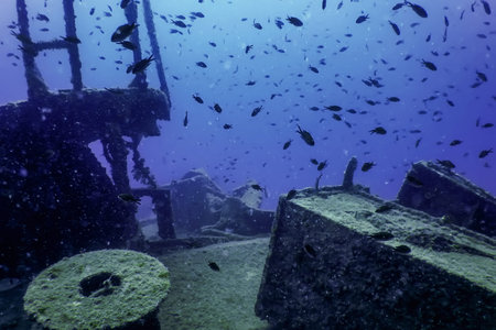 Wildlife at the ship wreck, Underwater world wildlife
