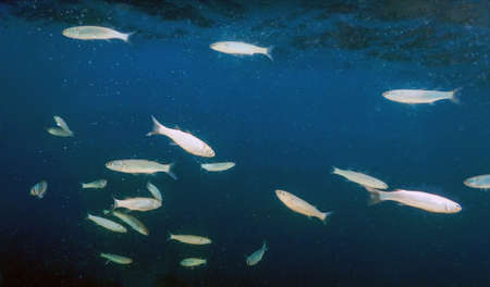 Fish School Underwater. Fishes underwater background.の写真素材