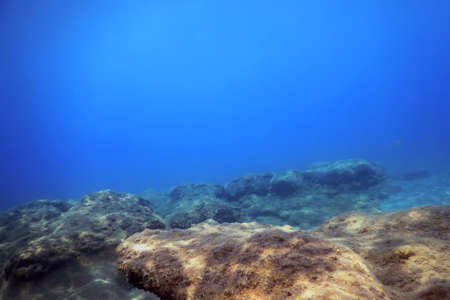Sea Life Underwater Rocks Sunlight, Underwater Lifeの写真素材