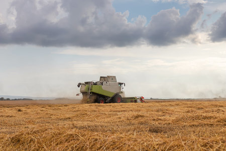 Combine harvester working on a wheat field. Harvesting wheat.