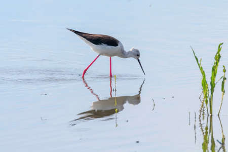 Black Winged Stilt in Shallow Water (Himantopus himantopus)の写真素材