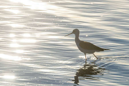Black Winged Stilt in Water (Himantopus himantopus)Â Wader Bird StiltÂ の写真素材