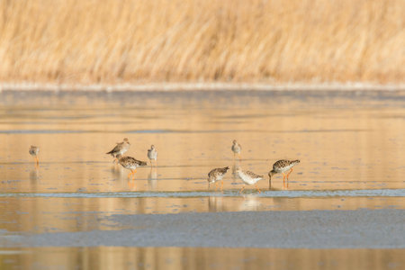 Ruff water bird (Philomachus pugnax) Ruff in waterの写真素材