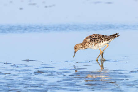 Ruff water bird (Philomachus pugnax) Ruff in waterの写真素材