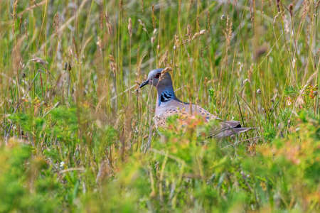 Turtle Dove,Â European Turtle Dove (Streptopelia turtur)Â の写真素材