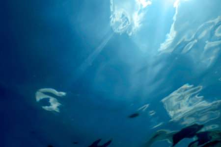 Underwater View of the Water Surface. Underwater Background