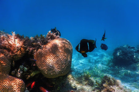 Red Sea clownfish (Amphiprion bicinctus) Red Sea, Marine lifeの写真素材