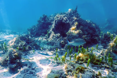 Underwater landscape reef with algae, Blue underwater background