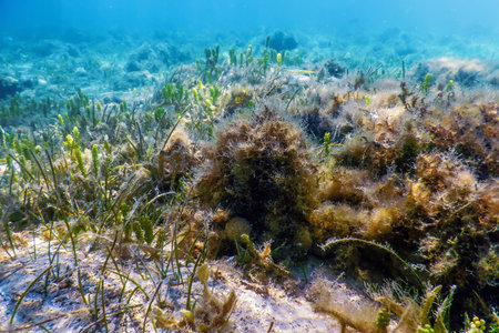 Underwater landscape reef with algae, Blue underwater background