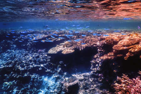 Underwater view of the coral reef, Tropical waters, Marine lifeの写真素材