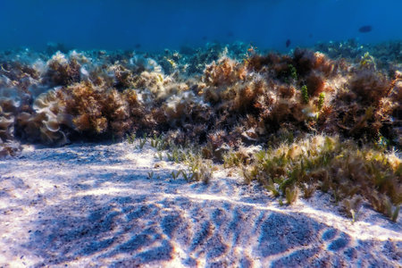 Underwater landscape reef with algae, Blue underwater backgroundの写真素材