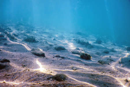 Sandy sea bottom Marine life, Underwater backgroundの写真素材