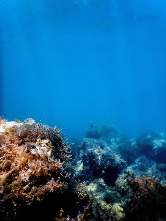 Underwater landscape reef with algae, Blue underwater background
