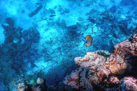 Underwater view of the coral reef, Tropical waters, Marine life