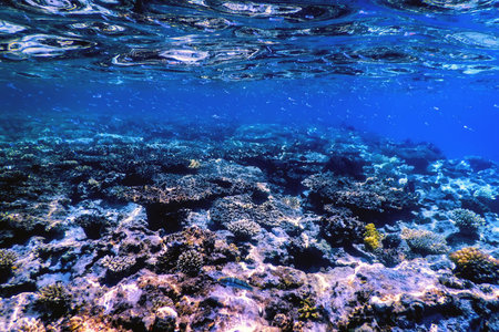 Underwater view of the coral reef, Tropical waters, Marine life