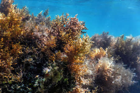 Seaweed, Seaweed Underwater, Seaweed Shallow Water near surfaceの写真素材