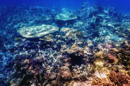 Underwater view of the coral reef, Tropical waters, Marine lifeの写真素材