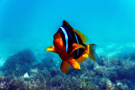 Red Sea clownfish (Amphiprion bicinctus) Red Sea, Marine lifeの写真素材