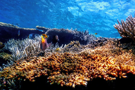 Underwater view of the coral reef, Tropical waters, Marine life