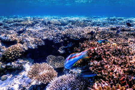 Underwater view of the coral reef, Tropical waters, Marine lifeの写真素材