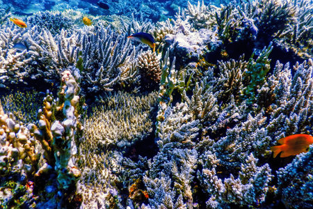 Underwater view of the coral reef, Tropical waters, Marine life