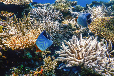 Hooded butterflyfish (Chaetodon larvatus) Coral fish, Tropical waters, Marine lifeの写真素材