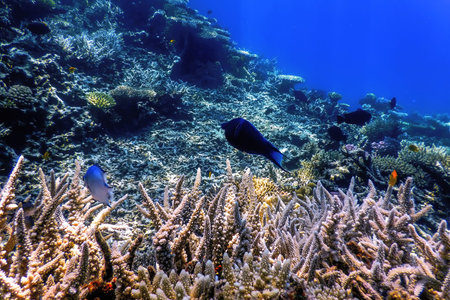 Underwater view of the coral reef, Tropical waters, Marine life