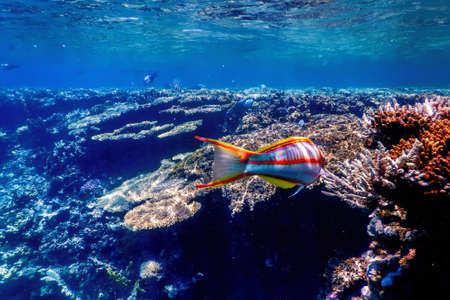 Underwater view of the coral reef, Tropical waters, Marine lifeの写真素材