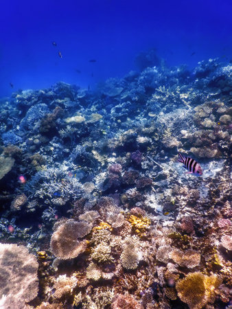 Underwater view of the coral reef, Tropical waters, Marine life