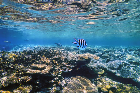 Underwater view of the coral reef, Tropical waters, Marine life